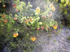 Liparia splendens splendens