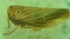 Agallia quadripunctata