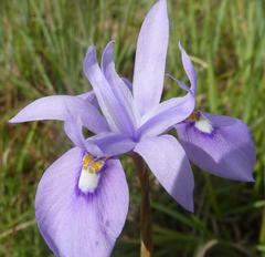 Moraea elliotii