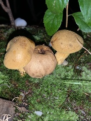 Scleroderma aurantium