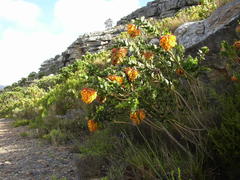 Liparia splendens splendens