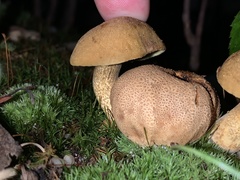 Scleroderma aurantium