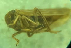 Agallia quadripunctata