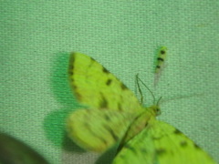 Macaria sulphurea