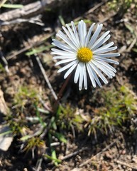 Allittia uliginosa