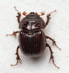 Eucanthus subtropicus