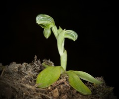 Pterostylis tanypoda