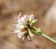 Eriogonum nudum auriculatum