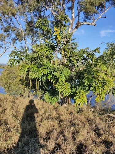 Cassia fistula