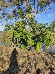 Röhren-Kassie (Cassia fistula): Herkunft und Verwendung — Foto 2