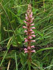 Satyrium macrophyllum