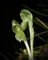 Pterostylis tanypoda