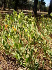 Rafnia capensis capensis