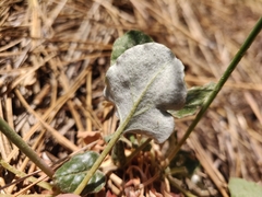 Eriogonum nudum auriculatum