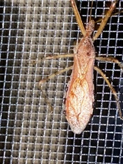 Rocconota annulicornis