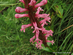 Satyrium macrophyllum