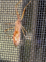 Rocconota annulicornis