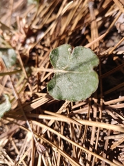 Eriogonum nudum auriculatum