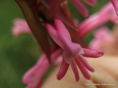 Satyrium macrophyllum