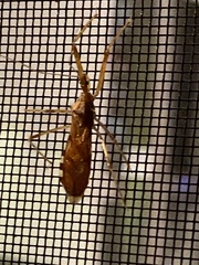 Rocconota annulicornis