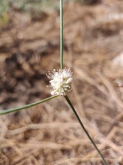 Eriogonum nudum auriculatum