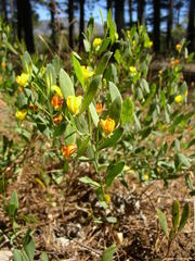 Rafnia capensis capensis