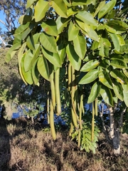 Golden Shower Tree