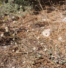 Eriogonum nudum auriculatum
