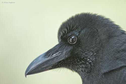 Large-billed Crow, photo 2 of 10