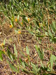 Rafnia capensis capensis