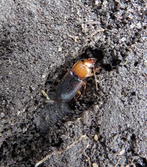 Amphasia interstitialis