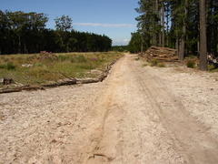 Staberoha distachyos