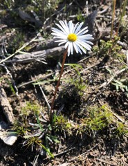 Allittia uliginosa