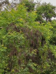 Pterocarya