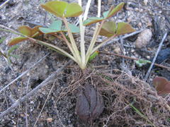 Oxalis commutata commutata