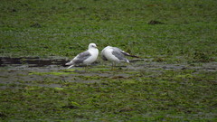 Larus brachyrhynchus