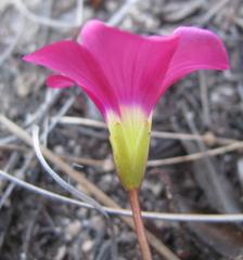 Oxalis commutata commutata