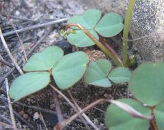 Oxalis commutata commutata
