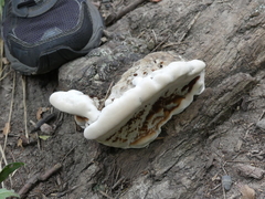 Fomitopsis ochracea