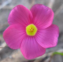 Oxalis commutata commutata