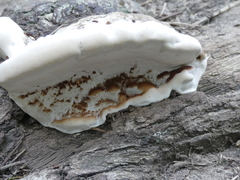Fomitopsis ochracea