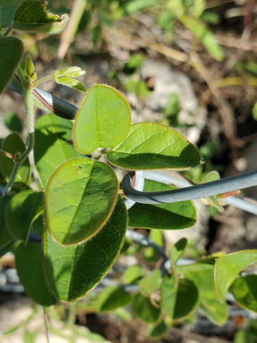 Image of Galactia texana by (c) Jo Roberts, some rights reserved (CC BY)