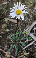 Allittia uliginosa