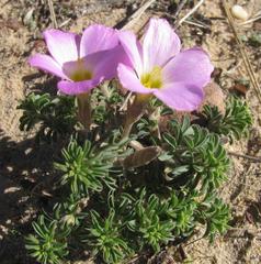 Oxalis hirta hirta