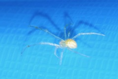 Theridiidae