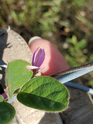 Image of Galactia texana by (c) Jo Roberts, some rights reserved (CC BY)