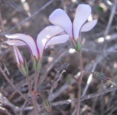Oxalis livida