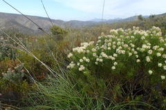 Paranomus esterhuyseniae