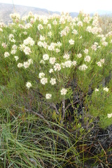 Paranomus esterhuyseniae