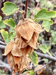Fremontodendron